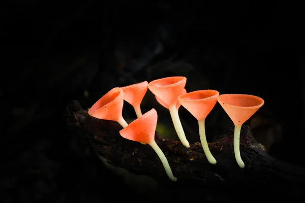 Goblet mushroom. — Stock Photo, Image