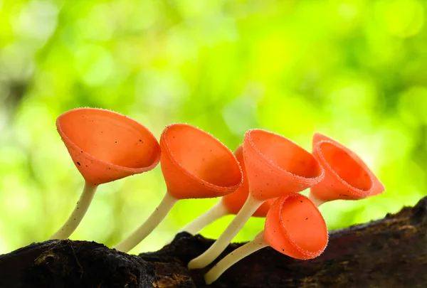 Goblet mushroom — Stock Photo, Image