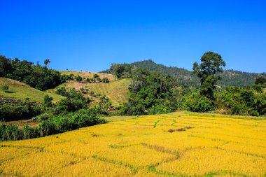 Paddy pirinç tarlası