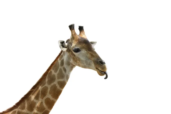 Giraffa. — Foto Stock