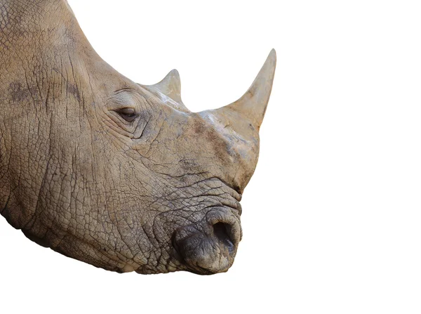 Rhino. — Stock Photo, Image