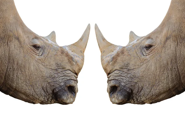 Носороги — стокове фото