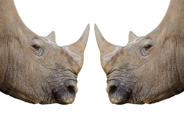 Rhinocéros — Photo