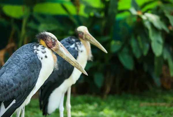 Cegonha ajudante menor — Fotografia de Stock