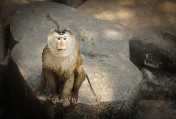 Macaque à queue de cochon — Photo
