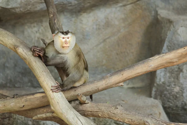 猪尾猴 — 图库照片