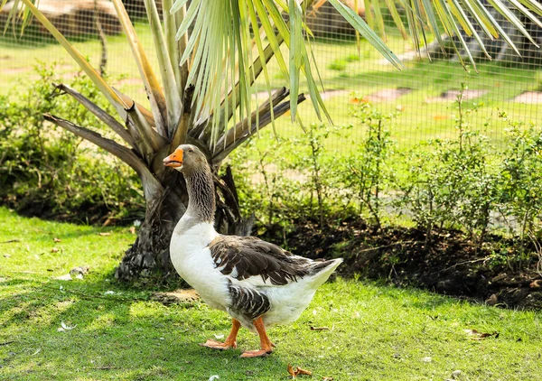 Gänse — Stockfoto