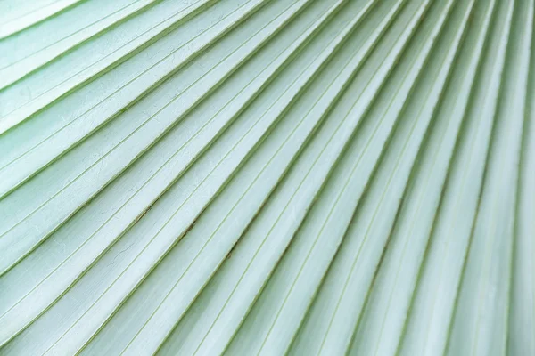 Palm leaf Stock Image