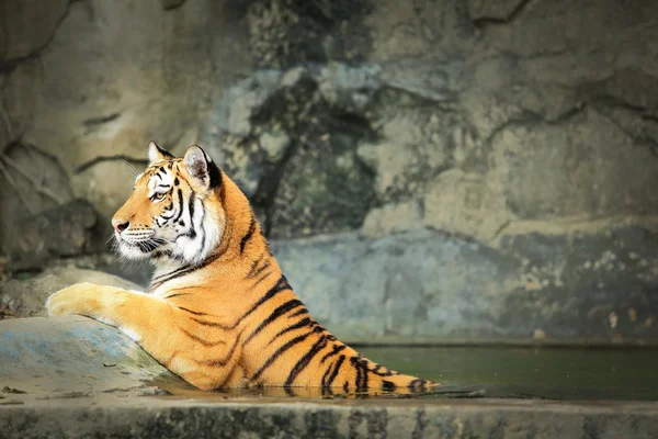 Tiger — Stock Photo, Image