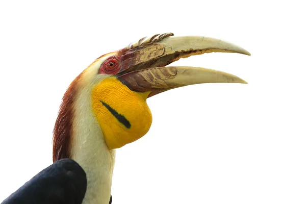 Hornbills faturados amarelos — Fotografia de Stock
