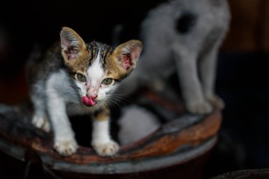 Sokak kedisi sobanın üstünde duruyor ve pembe dilini dışarı çıkarıyor.