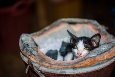 Sobanın üzerinde oturan sokak kedisi resmin sol tarafında boş bir fotokopi alanı var..