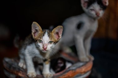 Sokak kedisi sobanın üstünde duruyor.