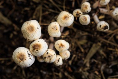 Yağmur ormanlarında yetişen vahşi mantarların en üst görüntüsü