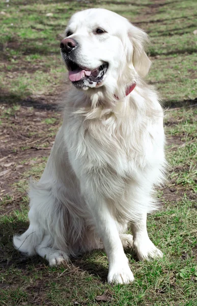 Hond buiten — Stockfoto