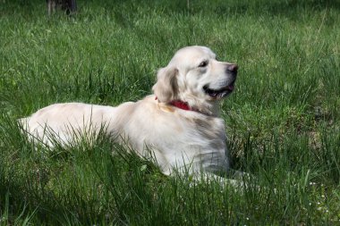 Golden Retriever çimlerin üzerinde yatıyor.