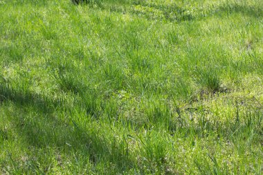 Taze yeşil çimenler