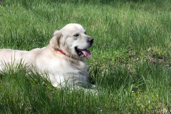 Golden Retriever liggend op het gras — Stockfoto