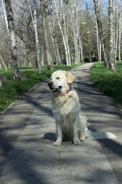 Złoty pies myśliwski w parku — Zdjęcie stockowe