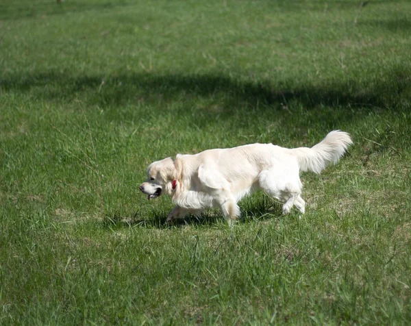 Złoty pies myśliwski w parku — Zdjęcie stockowe