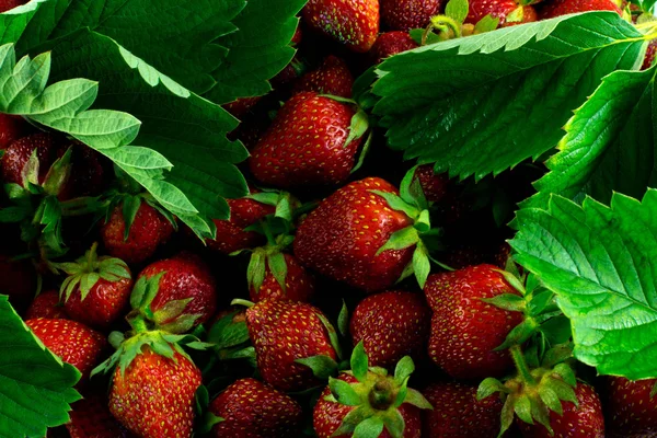 Lot de fraises crues fraîches — Photo