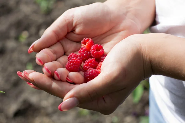 Framboises dans les mains des femmes — Photo