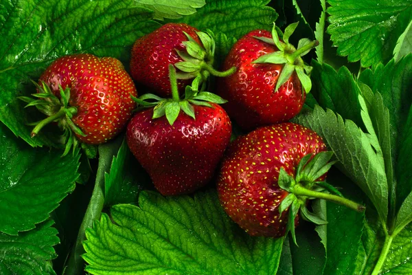 Sweet cherry and strawberry — Stockfoto