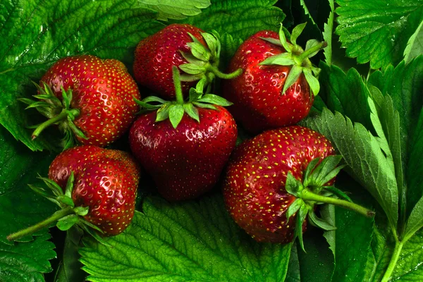 Aardbeien — Stockfoto