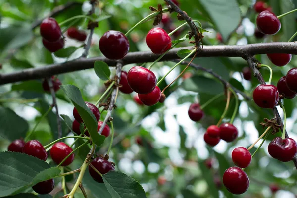 Körsbär som hänger på en körsbärsträd — Stockfoto