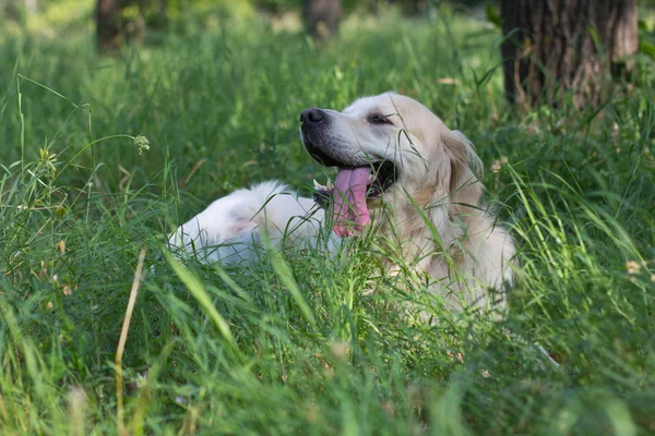 Golden Retriever lies in the grass — Stock Photo, Image