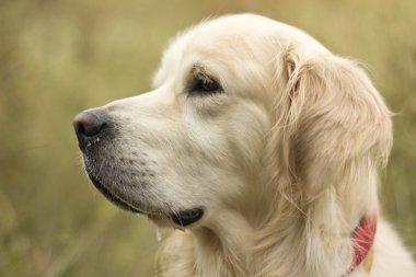 Golden retriever köpeği