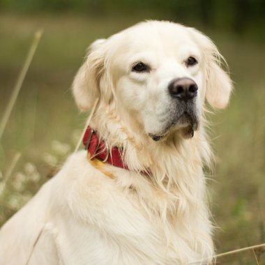 Golden Retriever sitting in the grass clipart