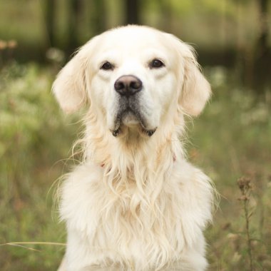 Golden retriever köpeği
