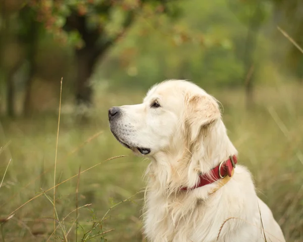 Golden Retriever sitting in the grass — Stock Photo, Image