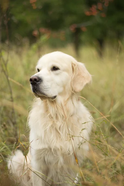 Golden retriever siedzi w trawie — Zdjęcie stockowe