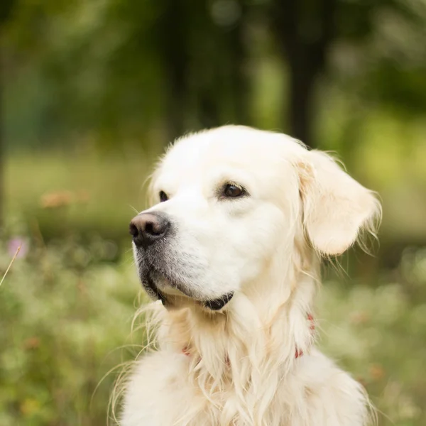 Golden retriever ül a fűben — Stock Fotó