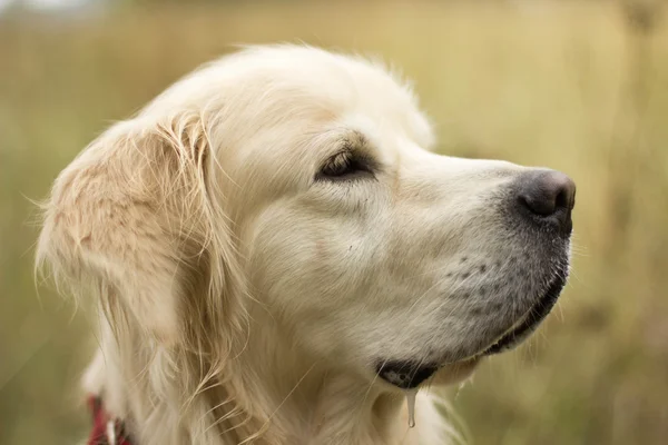 Câine de aur retriever — Fotografie, imagine de stoc