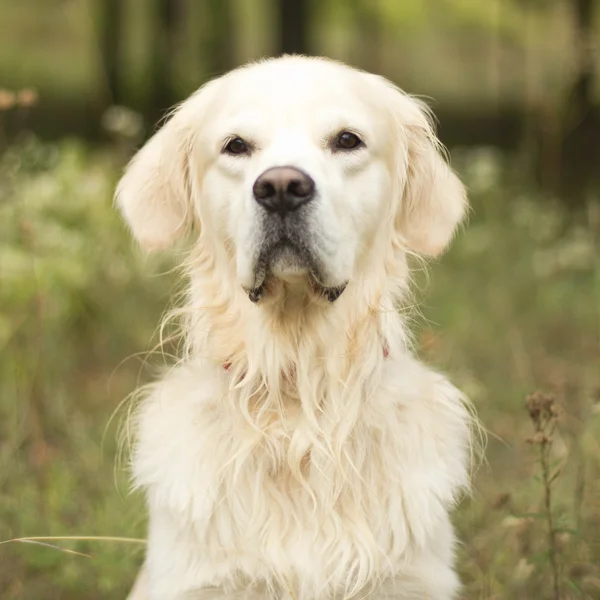 Golden retriever hund — Stockfoto