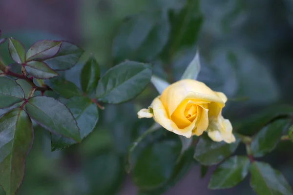 Rosa blanca flores — Foto de Stock