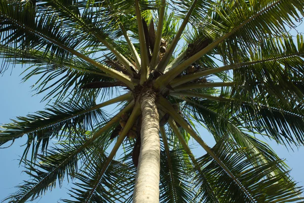 Palm — Stock Photo, Image