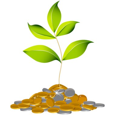 servet bitki yetiştirme