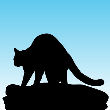 kedi yoğurma battaniye