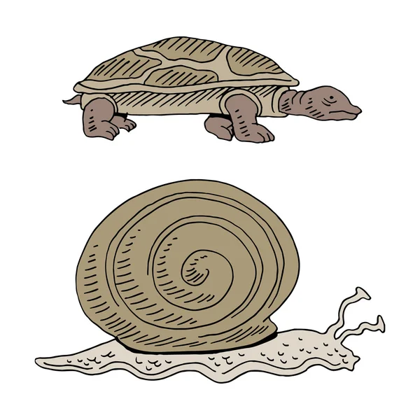 Turtle and Snail Race — Stock Vector