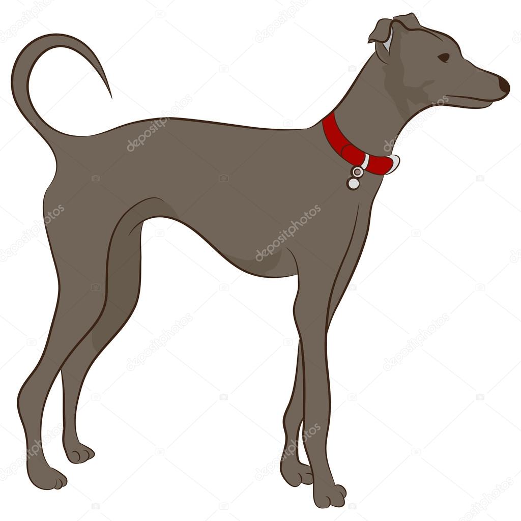 Greyhound Dog Stock Vector Image by ©cteconsulting #45235979 Greyhound Dog Stock Vector Image by ©cteconsulting #45235979