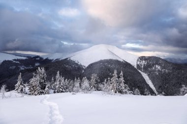 Kış manzarası. Karla kaplı çimenlikte, yüksek dağlara giden, kar beyazı zirveli bir patika var. Orman. Karlı bir arka plan. Konum Karpatlar, Ukrayna, Avrupa.