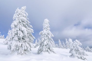 Kış günü manzara. Orman. Kar yığınları arasında buzla kaplı bir çayır. Noel Harikalar Diyarı. Karlı duvar kağıdı arka planı. Doğa manzarası. Konum Karpatlar, Ukrayna, Avrupa.