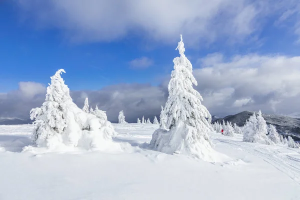 Landscape Winter Day Forest Meadow Covered Frost Trees Snowdrifts Christmas — Stock Photo, Image