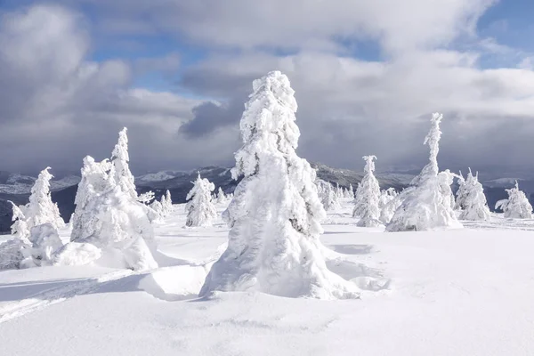 Paysage Jour Hiver Forest Prairie Couverte Gelées Dans Les Flots — Photo