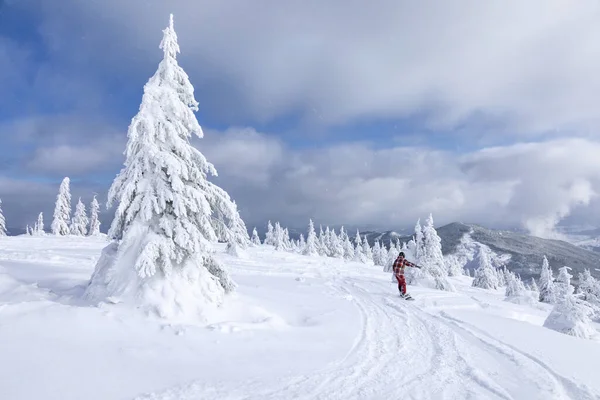 Snowboarders Skier Ride Wild Forest Beautiful Cold Winter Day Landscape — Stock Photo, Image