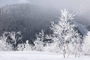 Kış günü manzara. Orman. Karla kaplı çimenler. Kar yığınlarındaki Evergreen ağaçları. Noel Harikalar Diyarı. Karlı duvar kağıdı arka planı. Doğa manzarası. Konum: Carpathian, Ukrayna, Avrupa